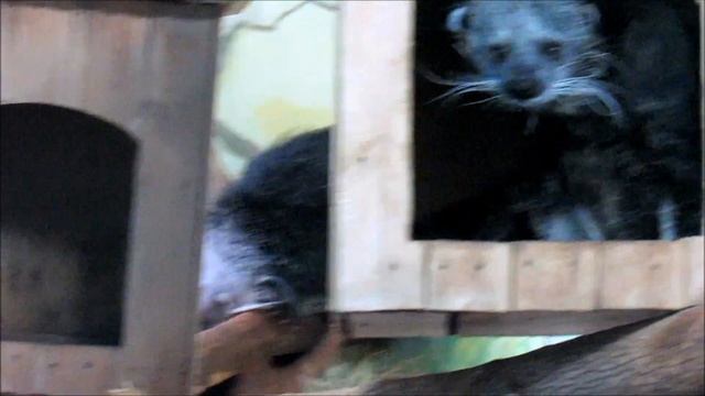 Бинтуронг (кошачий медведь ) с новой невестой. 15.12.18 г. смотреть онлайн