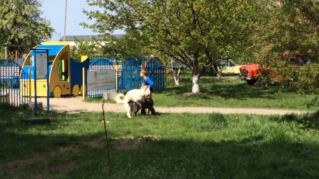 Собаки паруються / А малый гладит их и кусает за ушко