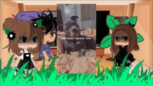 ❤️🎂🐺Реакция моих родителей на мою галерею🎂🐺❤️