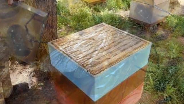 Разведение пчел породы Бакфаст как бизнес идея | Пчеловодство |Пчелы Бакфаст смотреть онлайн