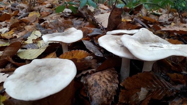 Clitocybe Nebularis (25/11/2018) Lieu dit des Ferrieres смотреть онлайн