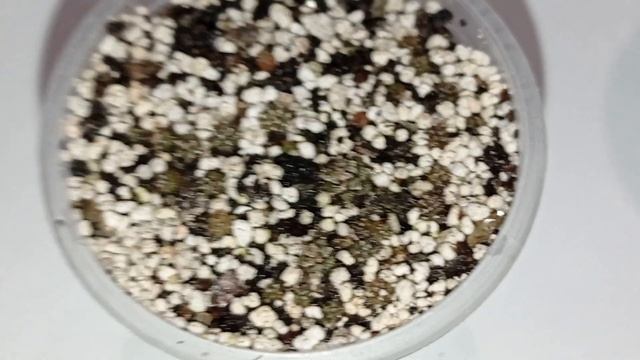 Обзор вариегатных посевов кактусов Gymnocalycium mihanovichii и Астрофитумов смотреть онлайн
