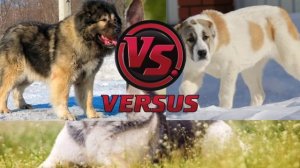 Кавказская овчарка против алабая! КТО ЖЕ ПОБЕДИТ?