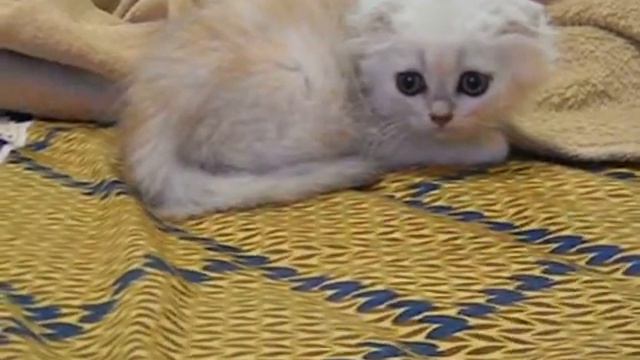 Шотландский вислоухий котик - продажа DSCN5351 смотреть онлайн