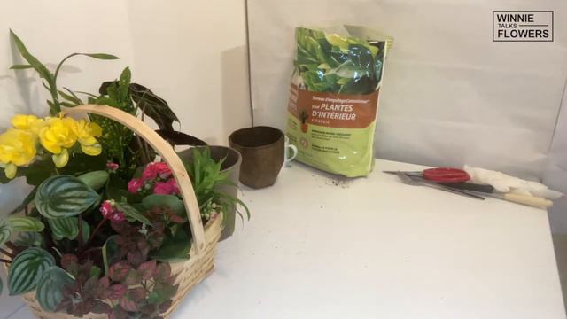 (Eng sub)小盆栽組合成大盆栽,包裝(Small Potting Plants,Dish Garden Package) смотреть онлайн