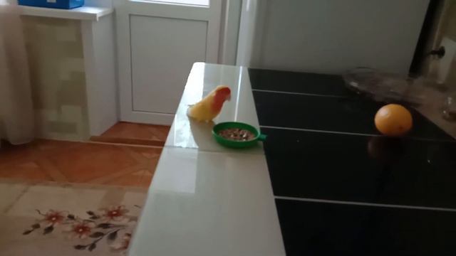 МОЙ ДИКИЙ НЕРАЗЛУЧНИК смотреть онлайн