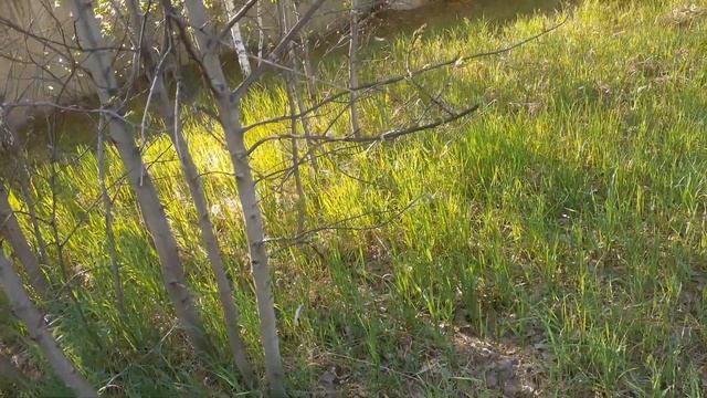 Интересно наблюдение за осиной. Небольшой обзор. смотреть онлайн