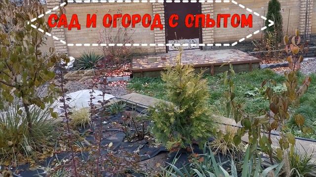 Как Правильно Укрыть Голубику Садовую на Зиму/Лучшие варианты и методы укрития голубики зимой/ смотреть онлайн