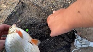 Крупная густера и Лещ на секретную кашу.Рыбалка на фидер в Ростовской области