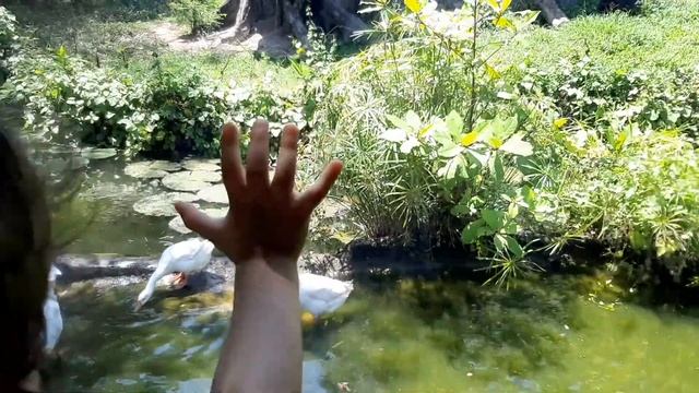 Visiting Bali Safari and Marine Park | 2nd day in Bali смотреть онлайн