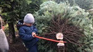 Новогодняя ёлка. Дениска пришёл в лес.