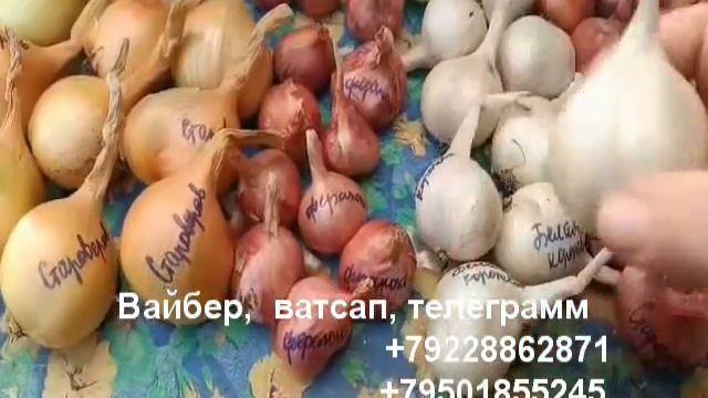 лук шалот-16 сортов-видео-1 смотреть онлайн