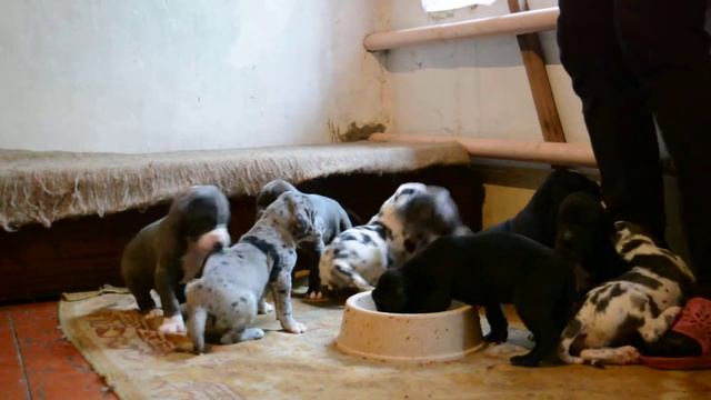 Щенки немецкого дога. 24 дня смотреть онлайн