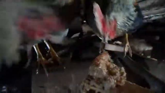 Как я кормлю голодных петухов смотреть онлайн