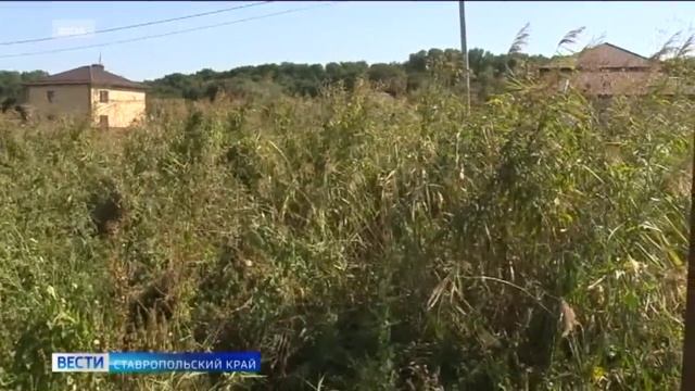 Зелень, которая не радует, и от которой текут слезы