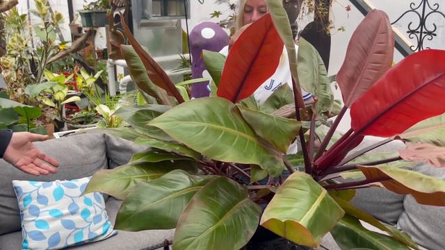 1 year update PRINCE of ORANGE Philodendron HUGE Planterina sized!! Ya, like 6 foot, how to DIY смотреть онлайн