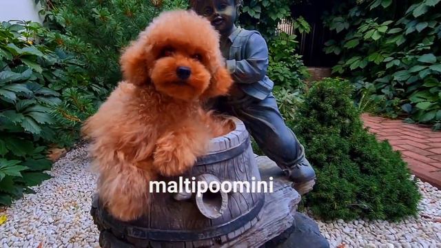 www.maltipoomini.ru той-пудель IN LOVE MAKINTOSH (Pipik) -крови Америка... смотреть онлайн