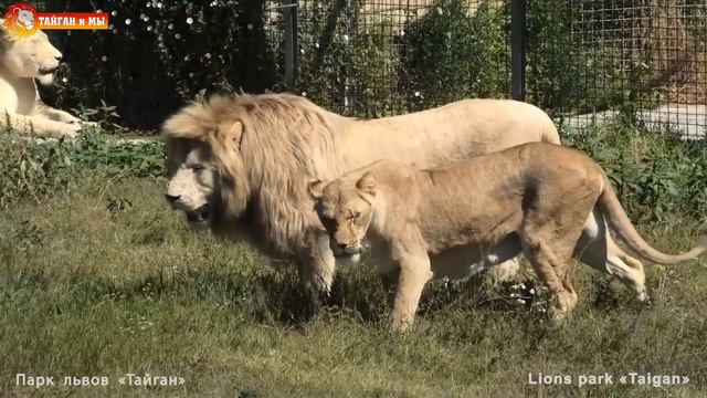 BIG LIONS IN TAIGAN PARK смотреть онлайн