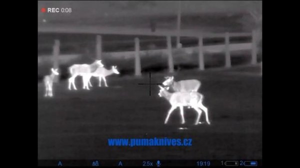 DEER - SOUND!!   JELENÍ ŘÍJE - ZVUK!!