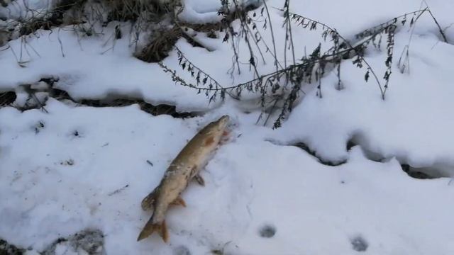Рыбалка на реке Охта в Санкт-Петербурге 4.01.2021 смотреть онлайн