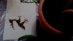 Сею  петрушку на рассаду  букетным способом