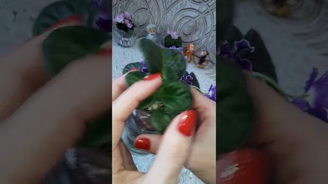 Размножение фиалок. Цветоносы вместо деток. Фиалки у Алисы. смотреть онлайн