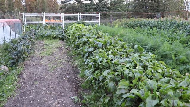 Everything Stevia Cookbook Update and a General gardening update as well! смотреть онлайн