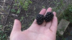 МЕДОВО-СЛАДКИЕ сорта ежевики