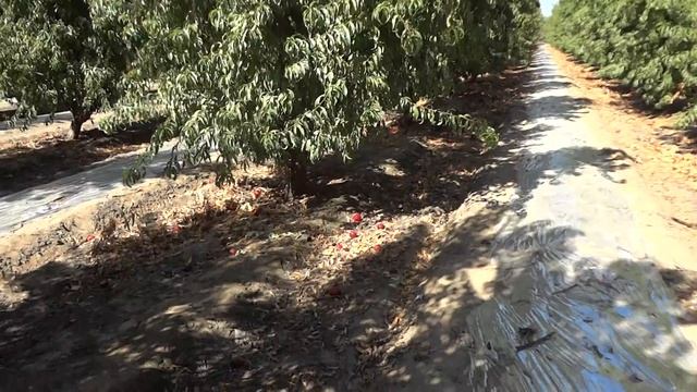 ГЛИНИНГ Нектарина.13августа.2013г