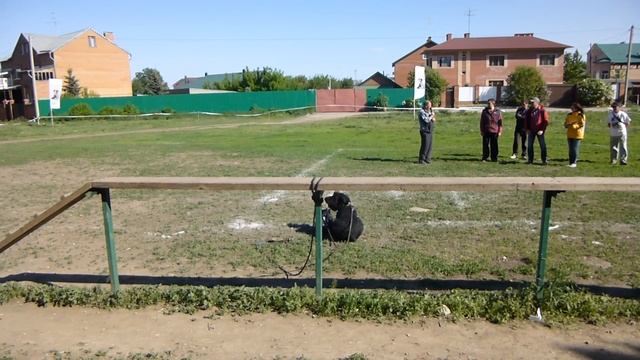 ЗКС. Охрана вещи ризеншнауцер РИЧЧИ смотреть онлайн