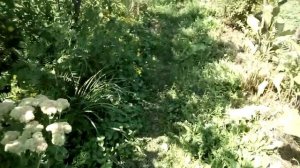 Пруд на участке,где близко грунтовая вода.