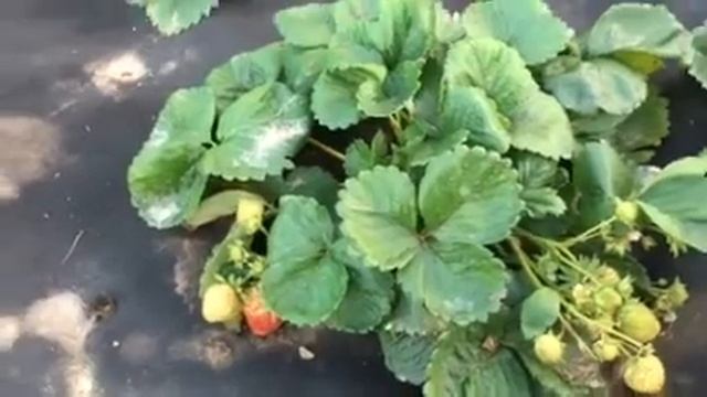 Клубника. Сорт Эви -2