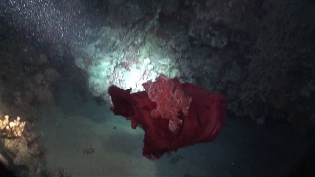 КРАКЕН СУЩЕСТВУЕТ! Нападение кальмара на дайвера ночью! KRAKEN EXISTS! Squid attack on the diver! смотреть онлайн