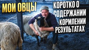 Мои овцы: коротко о содержании, кормлении, результатах. Мой опыт и "Мое Подворье"
