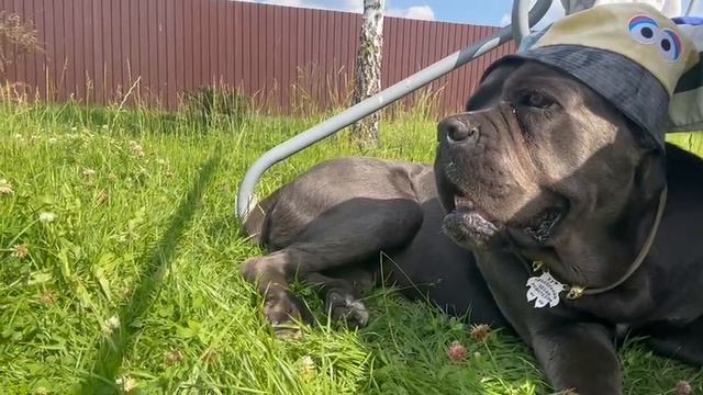 Дачник #канекорсо #canecorco