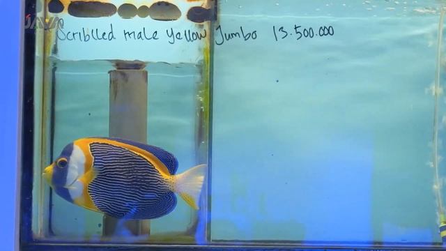 KONDISI FISHROOM TERBARU DAN PROJECT BESAR JAVA AQUATIC смотреть онлайн