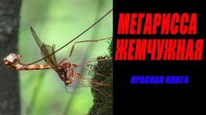 Краснокнижный вид! Мегарисса жемчужная / Миллиметровая Вселенная