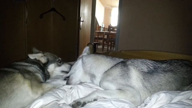 Leska und Aponi beim spielen im Bett смотреть онлайн