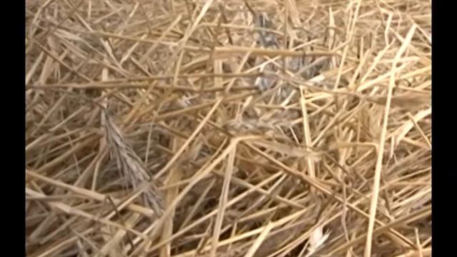 Клип Купель Синицына Екатерина смотреть онлайн