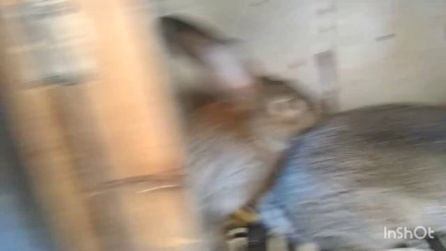 Люблю крольчат в начале мая.Крольчиха Жихарка запаздывает с родами. смотреть онлайн