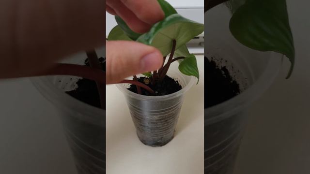 Пеперомия арбузная