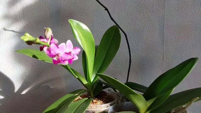 Малышки-красотки Phal. Yaphon Apairof Moustaches 644 и Phal. Pulcherrima Pink🌸Любуюсь🌞 смотреть онлайн