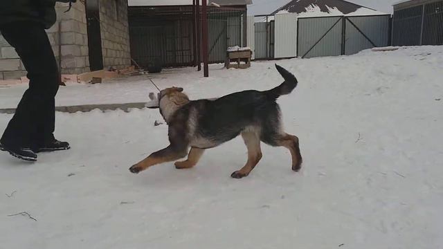 Нургуш Гарда, продажа смотреть онлайн