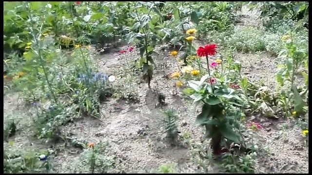 Мой Цветник смотреть онлайн