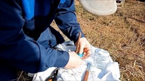 Прививка абрикоса, самый ПРОСТОЙ и НАДЕЖНЫЙ способ | 20 апреля 2023 г.