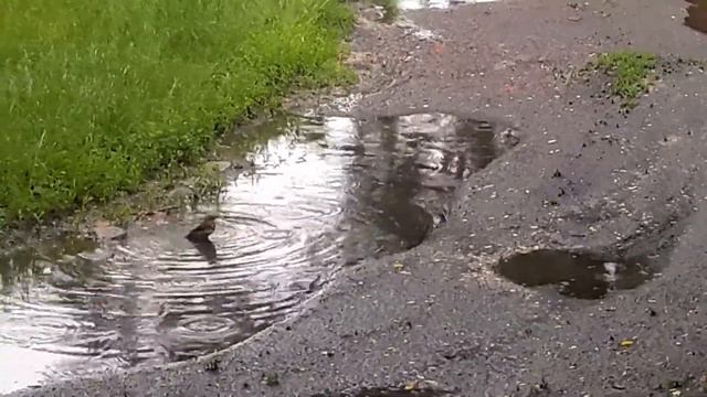 Воробьи купаются в луже под дождем смотреть онлайн