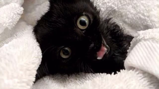 Пара спасла с улицы котёнка, через время они поняли, что с ним что-то не так смотреть онлайн