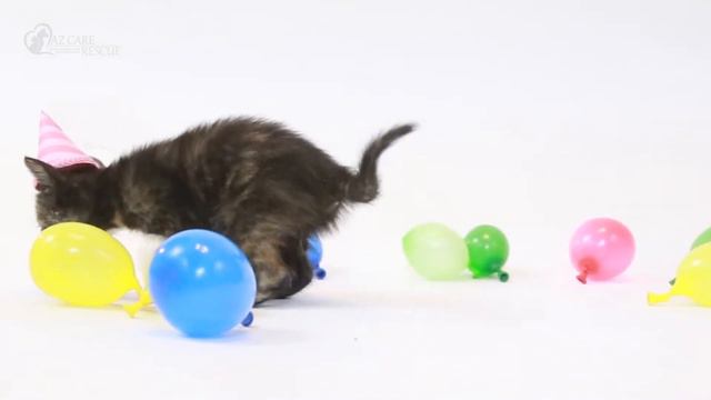 Stargate Litter - Carter, Shepard, and Dex смотреть онлайн
