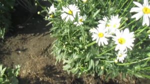 РОМАШКА ГИГАНТ   И УХОД ЗА НЕЙ  . В гостях у Елены .Советую посмотреть .