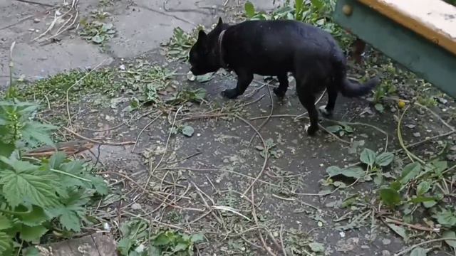 🌿ПИРУЕМ ПЕРЕД ОТЪЕЗДОМ НА ДАЧУ🔥🤩😎 смотреть онлайн